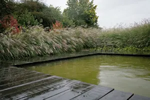 Cooperation: Chinese Silver Grass