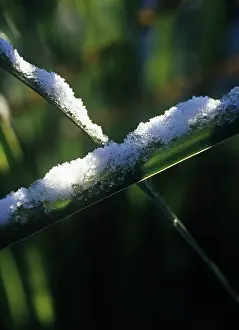 Connected: Chinese Silver Grass