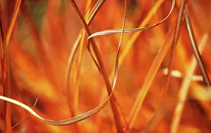 Curved: Chinese Silver Grass