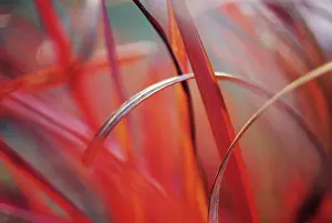 Curved: Chinese Silver Grass