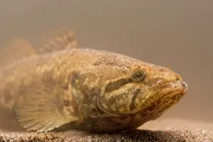 Amur: Chinese Sleeper