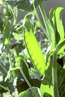 Pisum: Chinese Snow Pea (Pisum sp.)