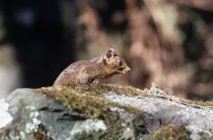Chinese: Chinese SQUIRREL