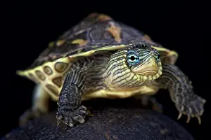 Laos: Chinese stripe-necked turtle (Mauremys sinensis)