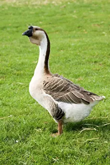 Bred: Chinese / Swan goose - bred from the Asian Swan
