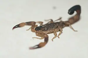 Claw: Chinese Swimming Scorpion