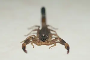 Claw: Chinese Swimming Scorpion