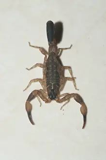 Claw: Chinese Swimming Scorpion