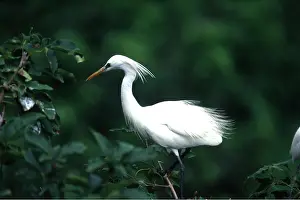 Egret: CHINESE / Swinhoe's EGRET - on tree