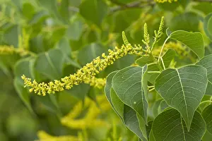110219: Chinese tallowtree (Triadica sebifera). Syn.: Sapium