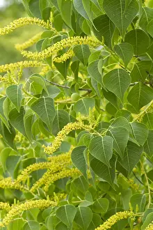 110219: Chinese tallowtree (Triadica sebifera). Syn.: Sapium