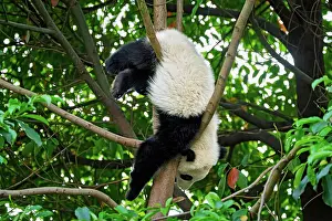 Special: Chinese tourist symbol and attraction, cute giant