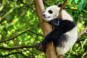 Special: Chinese tourist symbol and attraction, cute giant