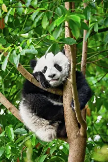 Special: Chinese tourist symbol and attraction, cute giant