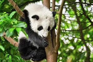Special: Chinese tourist symbol and attraction, cute giant