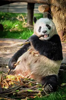 Beast: Chinese tourist symbol and attraction, giant panda