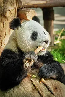 Beast: Chinese tourist symbol and attraction, giant panda