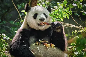 Beast: Chinese tourist symbol and attraction, giant panda