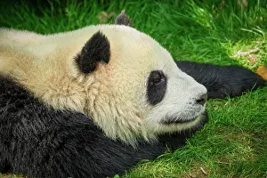 Sleep: Chinese tourist symbol and attraction, giant panda