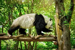 Special: Chinese tourist symbol and attraction, giant panda