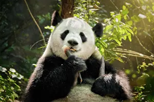 Beast: Chinese tourist symbol and attraction, giant panda