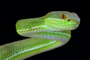Trimeresurus: Chinese tree viper (Trimeresurus stejnegeri), Vietnam