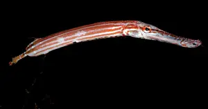 Aulostomus: Chinese Trumpet Fish