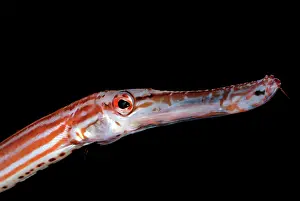 Chinese Trumpet Fish