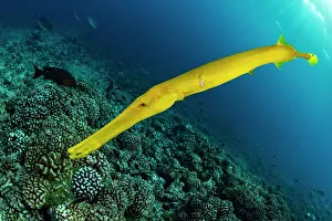 Syngnathiformes: Chinese trumpetfish (Aulostomus chinensis) above