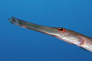 Wreck: Chinese Trumpetfish - Liberty Wreck Dive Site, Tulamben