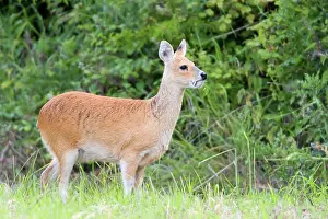 Inermis: Chinese Water Deer - Buck