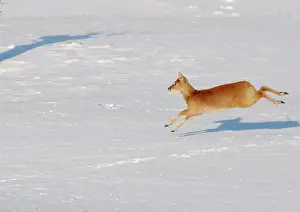 Inermis: Chinese Water Deer - galloping in snow