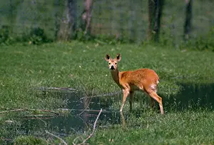 Inermis: Chinese Water Deer - Male in natural habitat