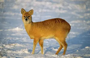 Inermis: CHINESE WATER DEER - in snow