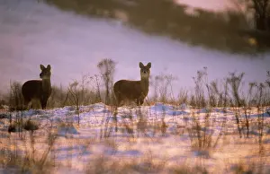 Inermis: Chinese Water Deer - in snow