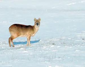 Inermis: Chinese Water Deer - in snow