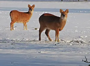 Inermis: Chinese Water Deer - in snow