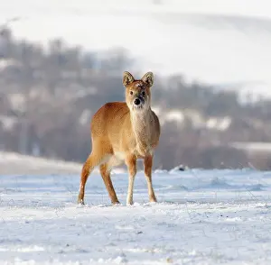 Inermis: Chinese Water Deer - in snow
