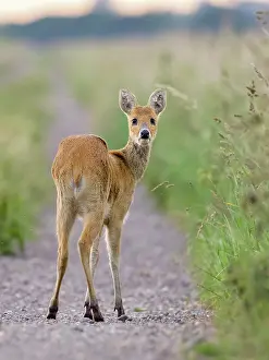 170821: Chinese Water Deer on track in marsh - Norfolk UK