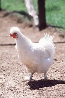 Crests: Chinese White Silkie CHICKEN / FOWL