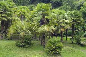 Arecaceae: Chinese windmill palm (Trachycarpus fortunei)