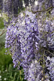 Climbers: Chinese Wisteria - close-up of flowers