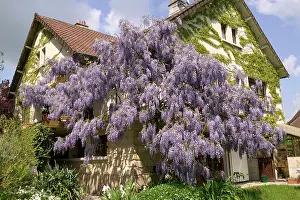 Climbers: Chinese Wisteria - growing around a house