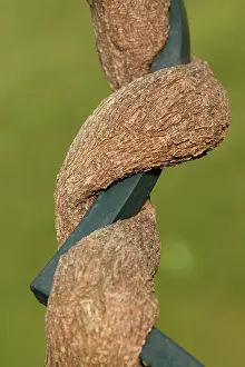 Spirals: Chinese Wisteria - stem growing around an iron bar