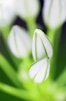 Leeks: Chinesechives