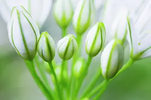 Leeks: Chinesechives
