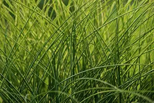 Miscanthus: ChineseSIlverGrass