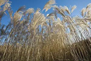 Tough: ChineseSilverGrass