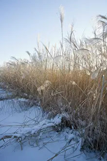 Tough: ChineseSilverGrass