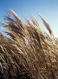 Blowing: ChineseSIlverGrass